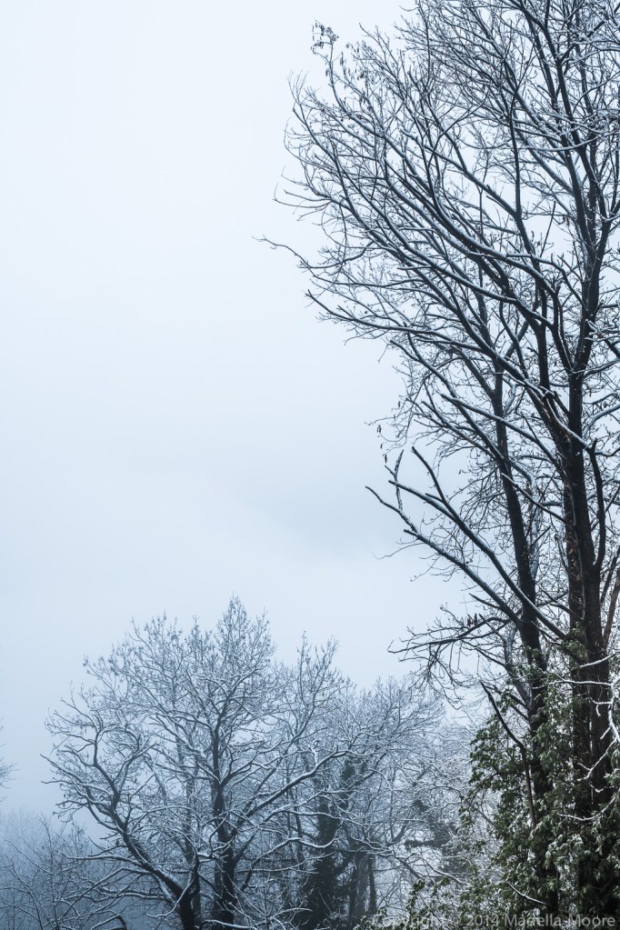Snow covered trees. 50mm @ f5.6.