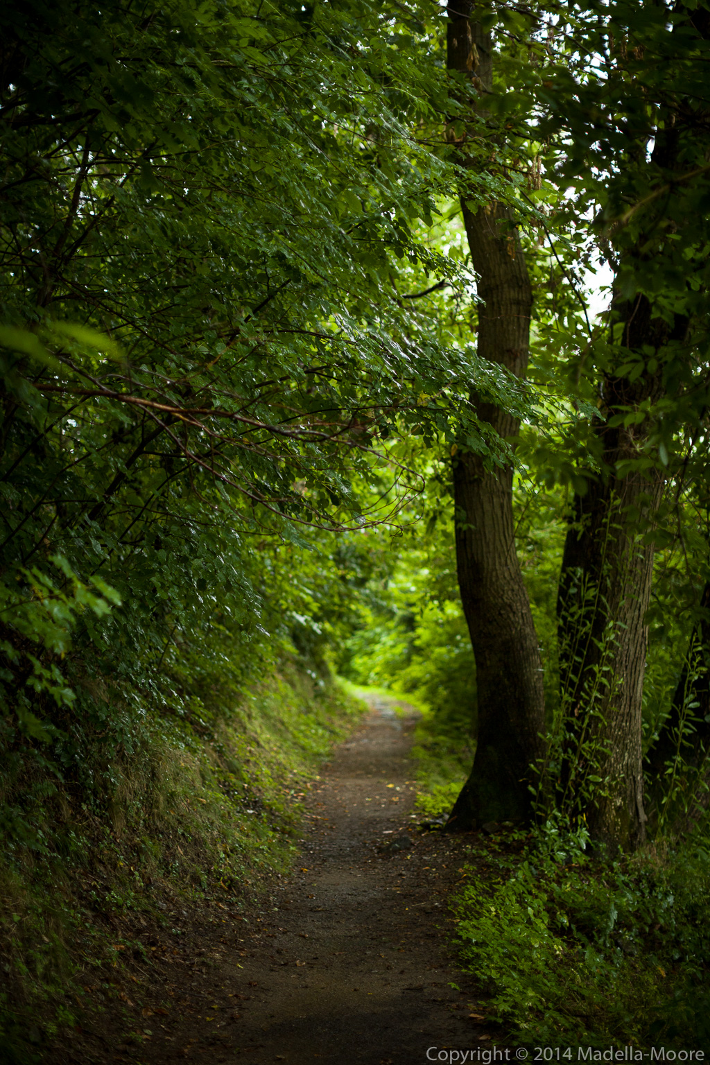 Woodland path, Sanico, Italy