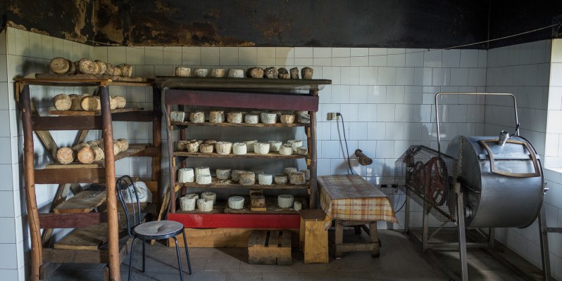 Milk churn and racks of maturing cheeses, Pian delle Betulle, Italy