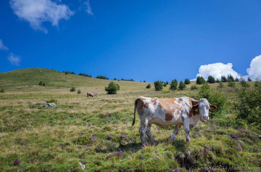 Dairy Cow, Alpe Orighera, Valsassina, Italy
