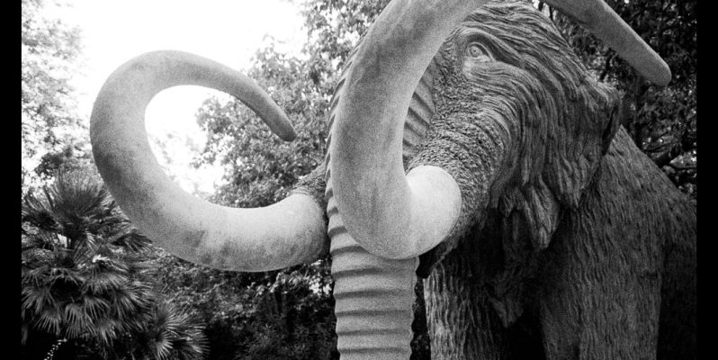 Mammoth, Parc de la Ciutadella, Barcelona. Leica M7. Zeiss ZM 2/35 Biogon.