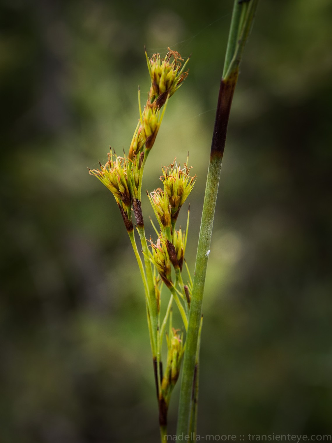 Parque Nacional Serra do Cipó