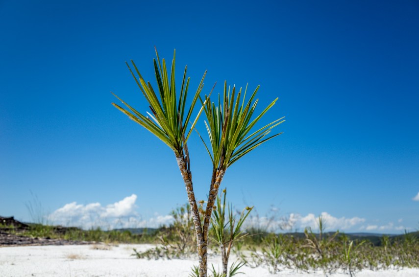 Plant Macro, Milho Verde, Minas Gerais