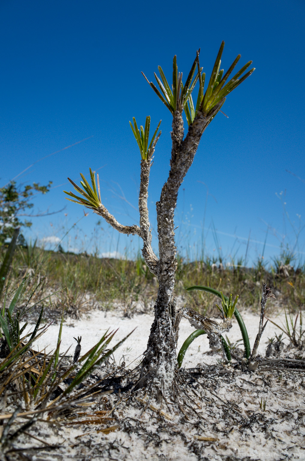 Plant Macro, Milho Verde, Minas Gerais