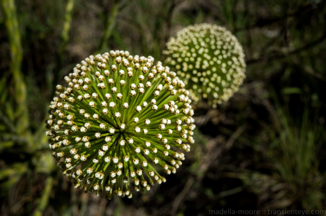 Plant Macro, Milho Verde, Minas Gerais