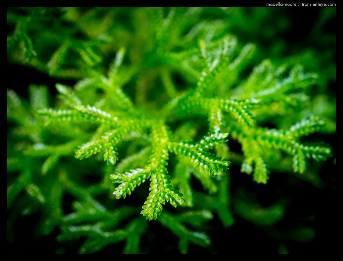 Plant life around Ouro Preto, Minas Gerais, Brazil
