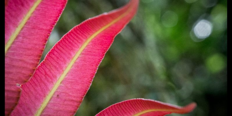 Plant life around Ouro Preto, Minas Gerais, Brazil