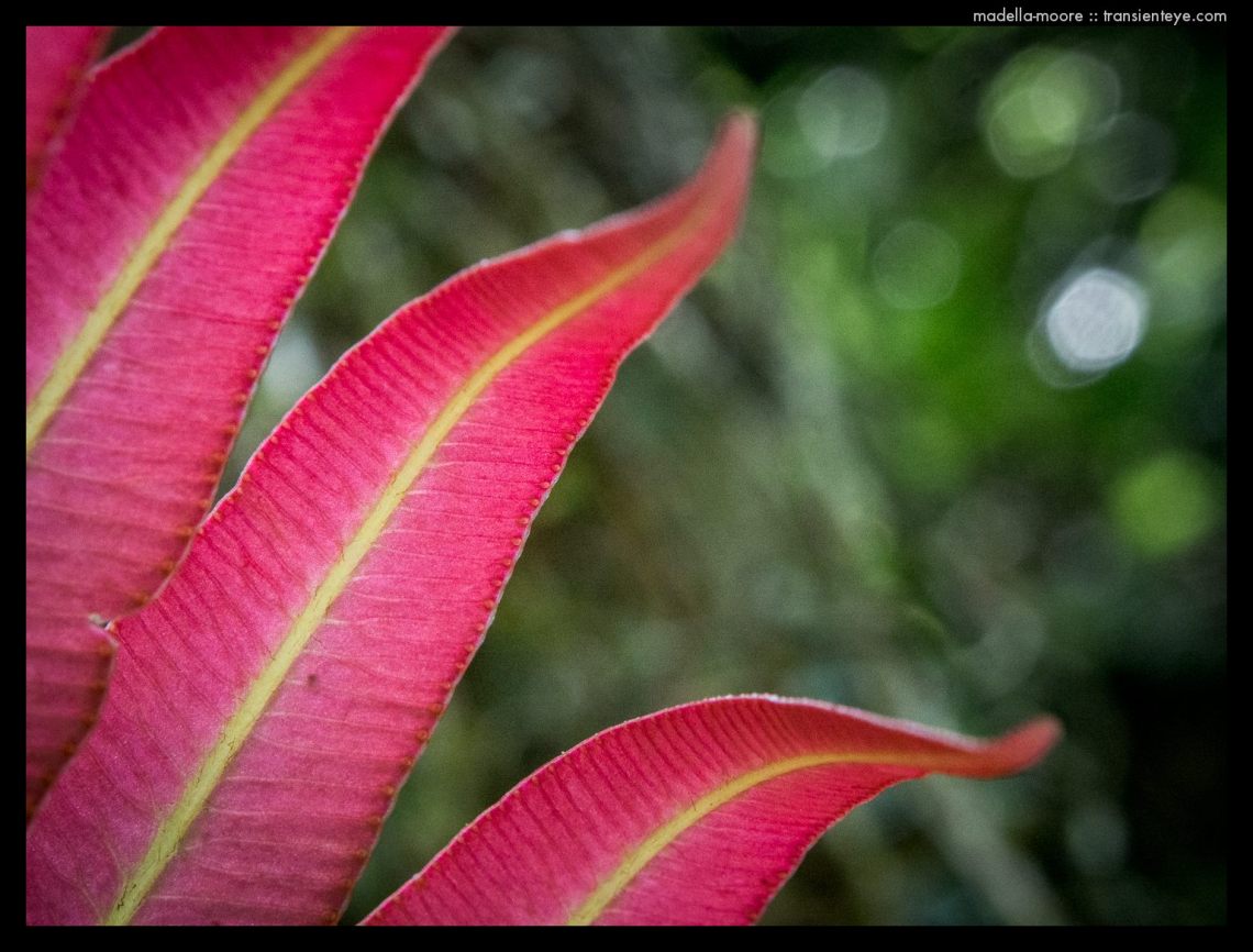 Plant life around Ouro Preto, Minas Gerais, Brazil