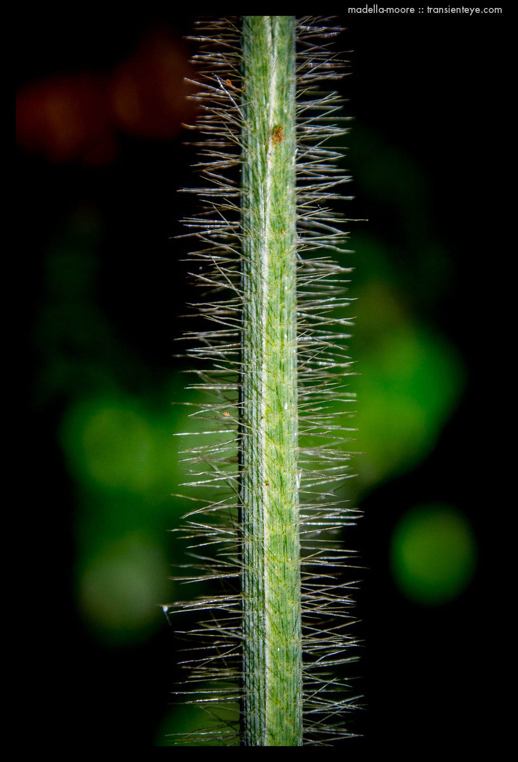 Plant life around Ouro Preto, Minas Gerais, Brazil