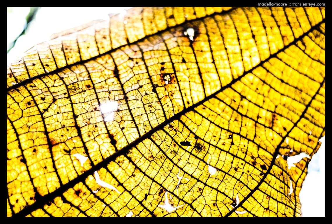 Plant life around Ouro Preto, Minas Gerais, Brazil