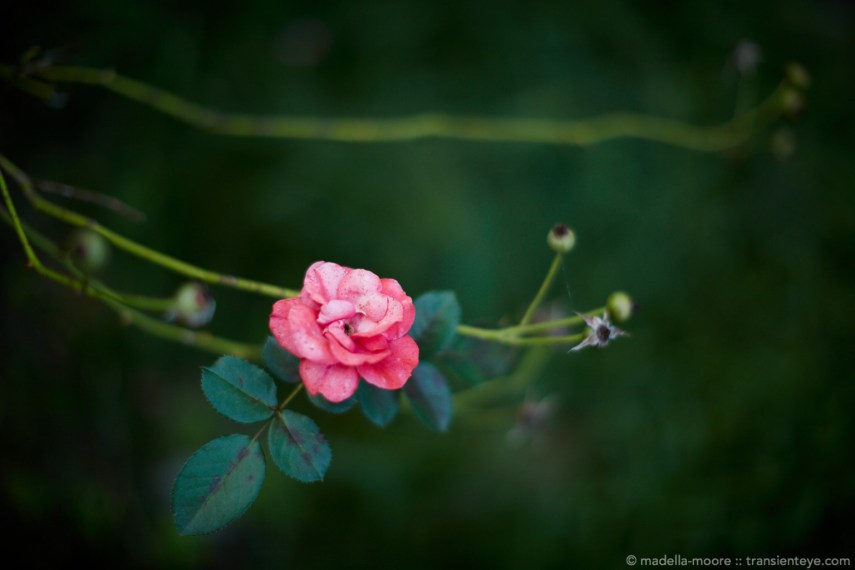 Fading rose photograph