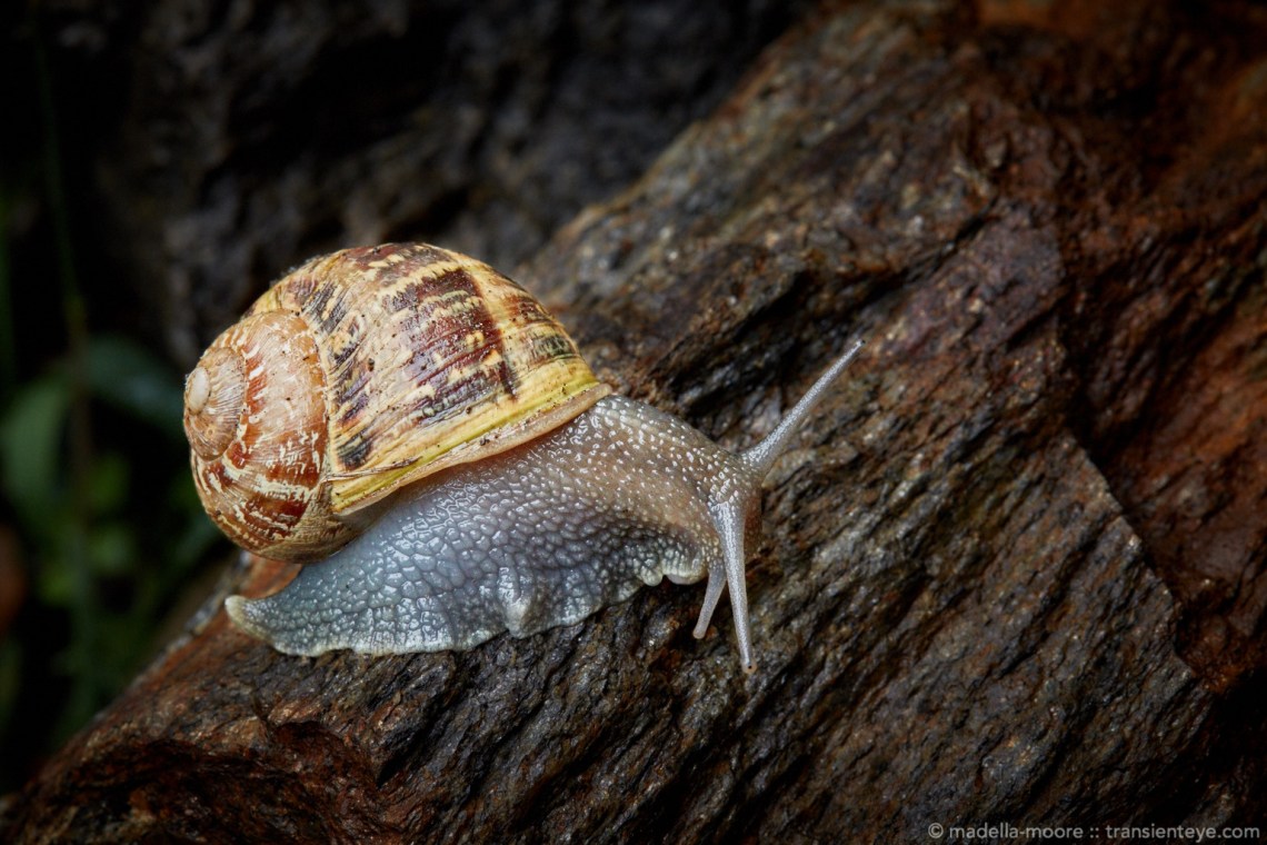 Snail on a rock