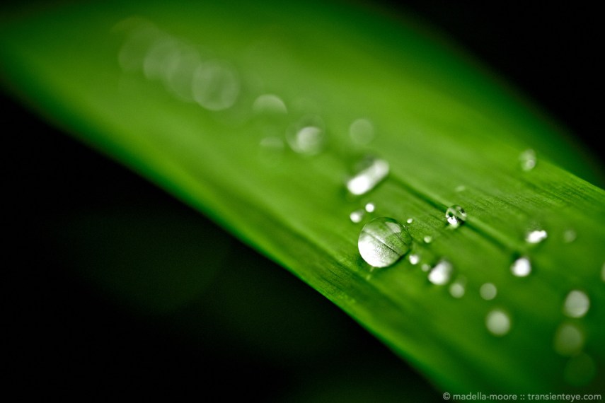 Water droplets on a leaf