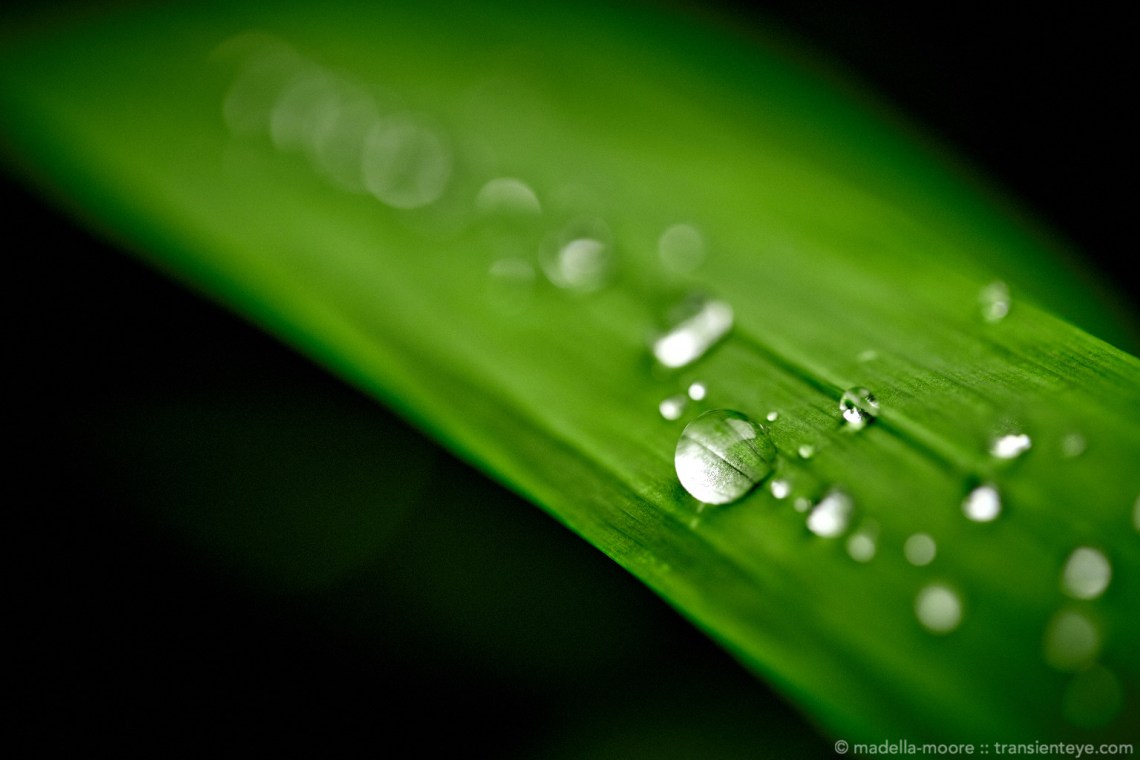 Water droplets on a leaf