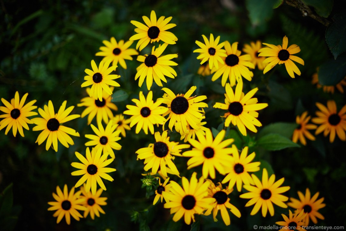 Slightly worn out yellow flowers.