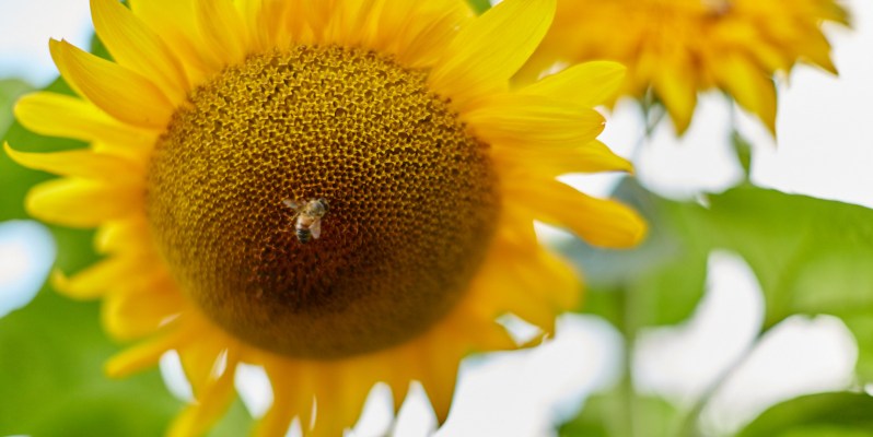 Abstract sun-flower with Bee