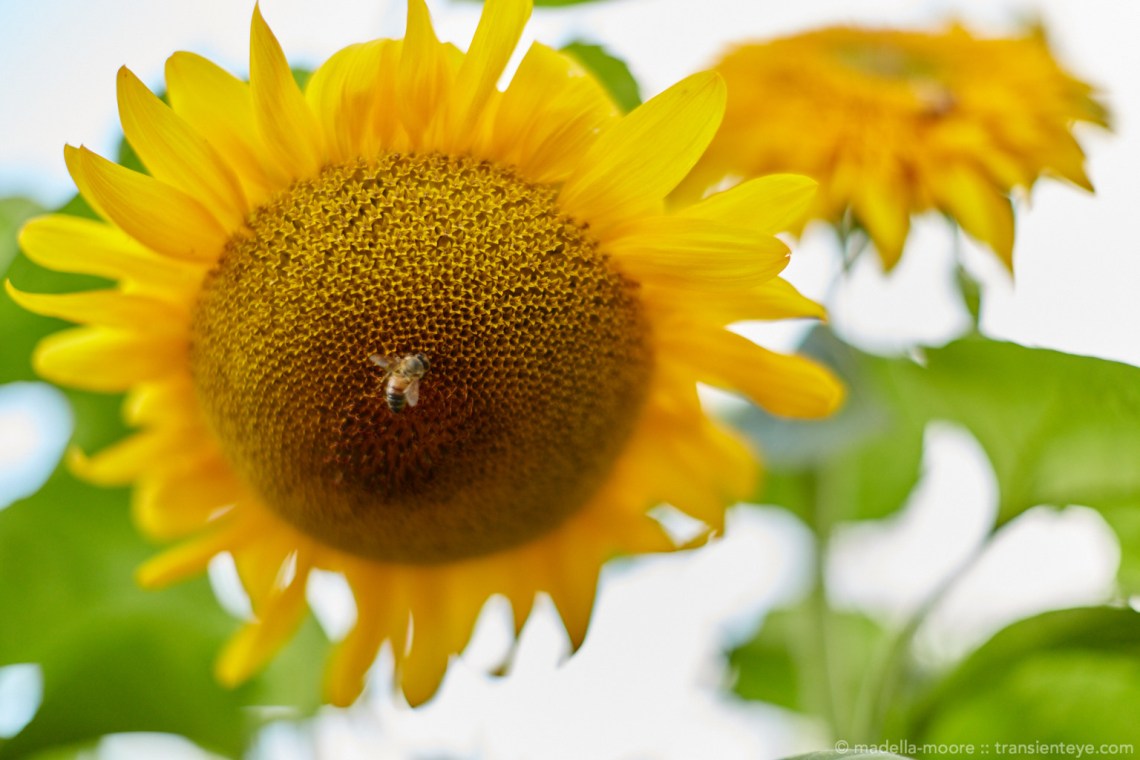 Abstract sun-flower with Bee