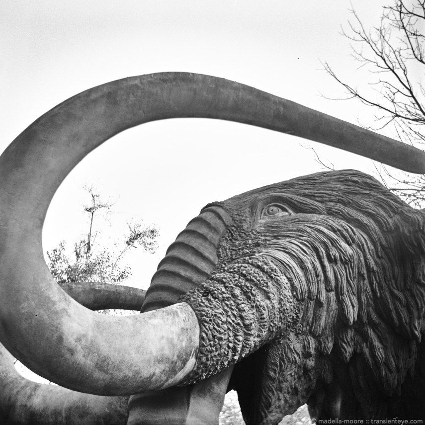 The Barcelona Portrait Mammoth!