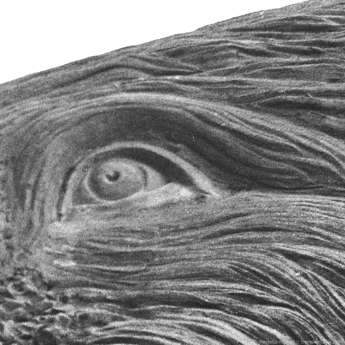 Crop of the Mammoth's eye.