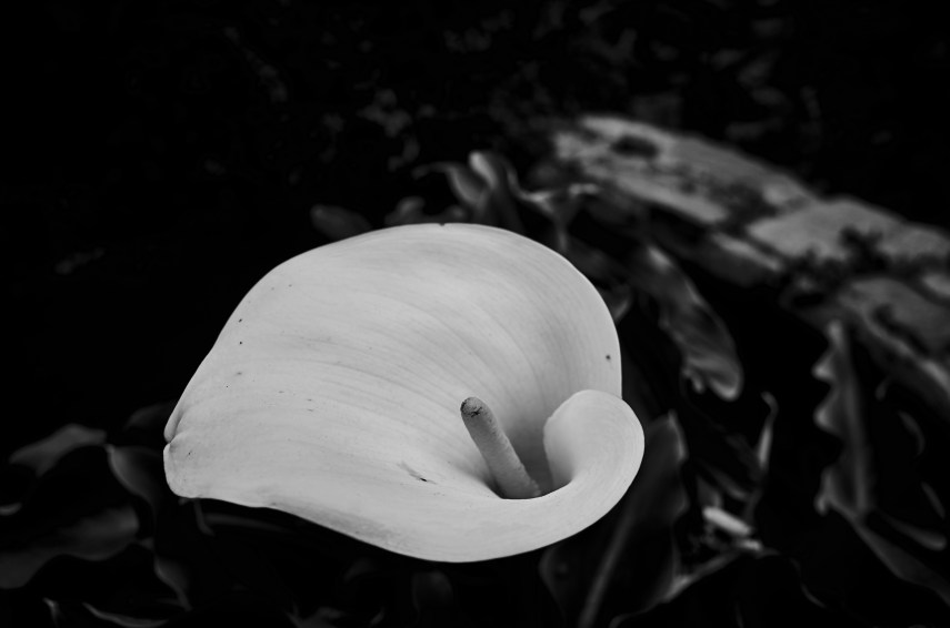 White Lilly Flower