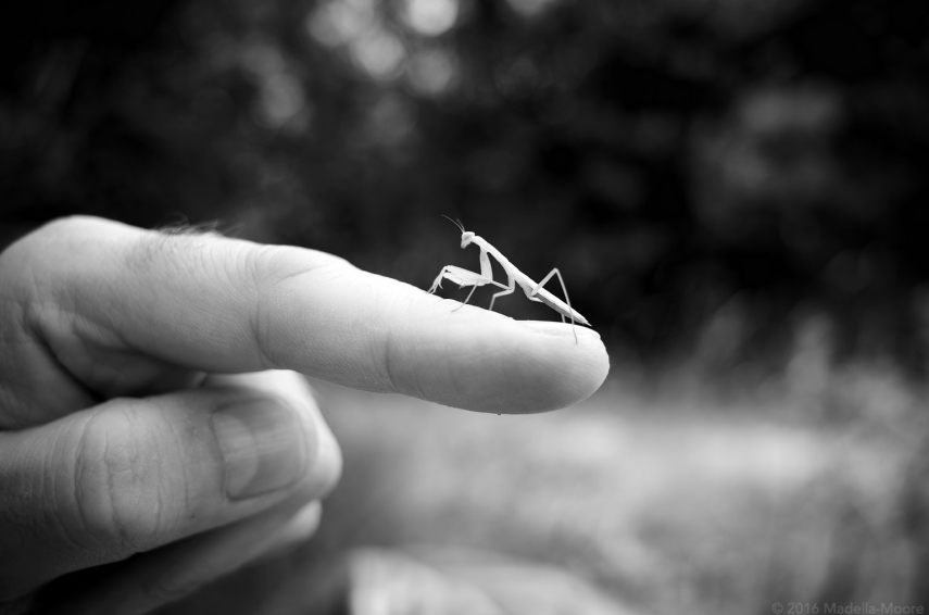 Mantis. Yes, there are small Mantises in Barcelona...