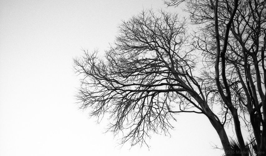 Tree Silhouette, Barcelona
