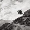 Falling tree on an alpine trail,&nbsp;Italy.