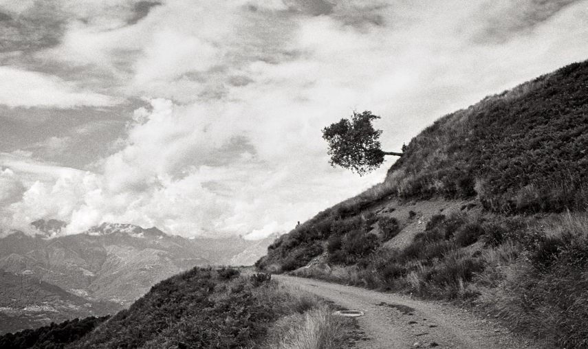 Falling tree on an alpine trail, Italy.