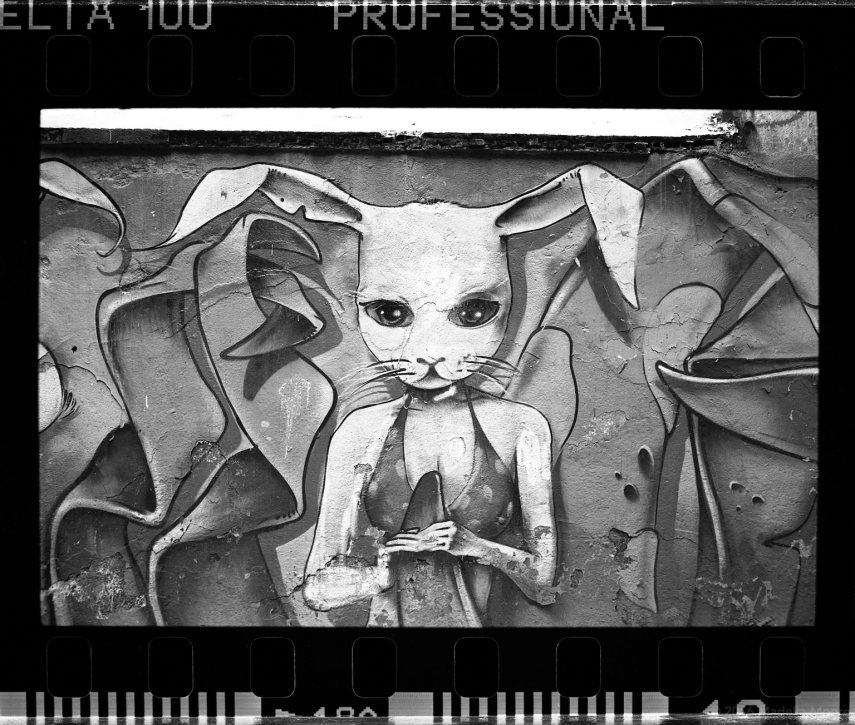 Rabbit, Barcelona (full frame).