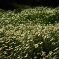 El Garraf –&nbsp;Daisies