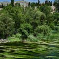 A river full of Ranunculus,&nbsp;Salamanca.