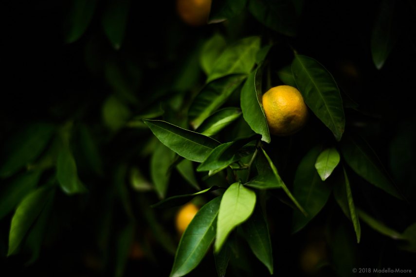 Autumn at the Botanic Garden of Madrid