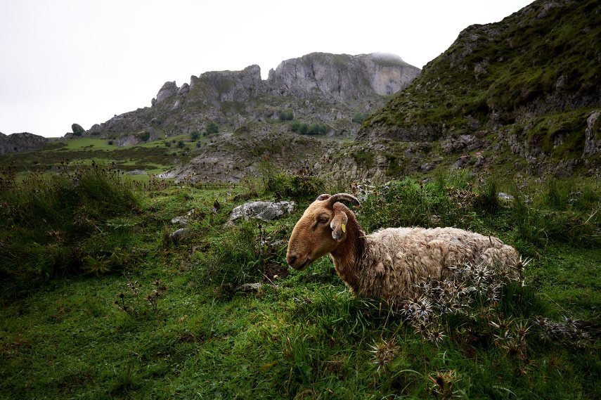 Picos de Europa