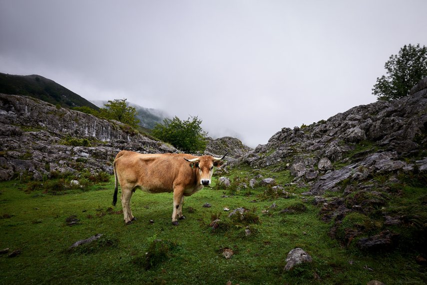 Picos de Europa