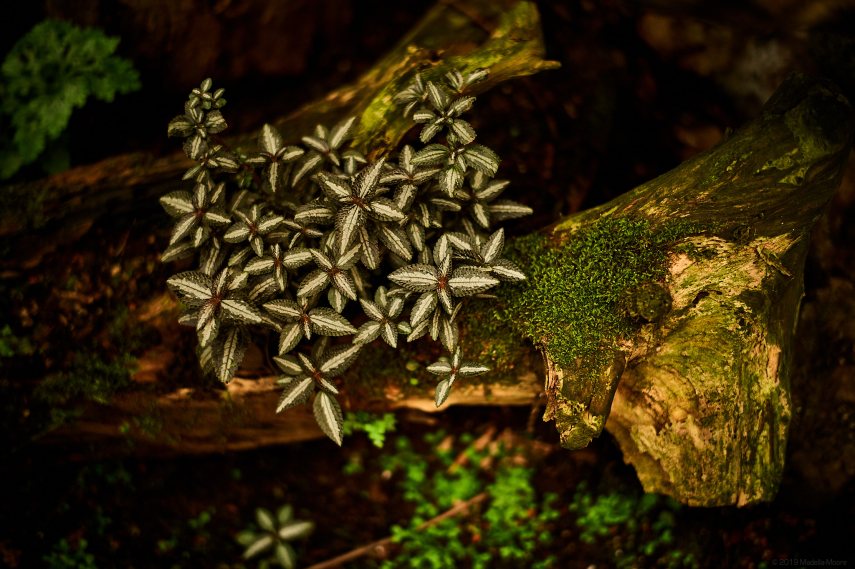 Leica M10 with 50mm Summilux ASPH.