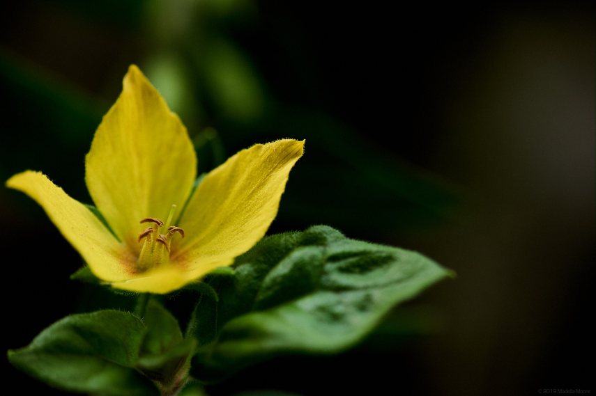 Leica M10 with 50mm Summilux and close-up filter.