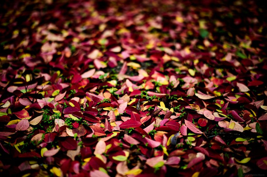 Leica M10 with 50mm Summilux ASPH.