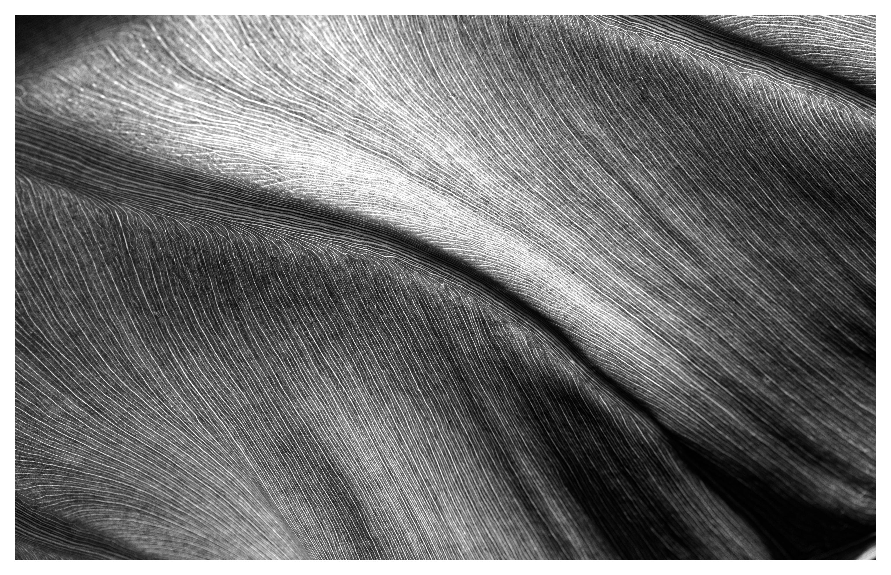 Makino Botanic Garden