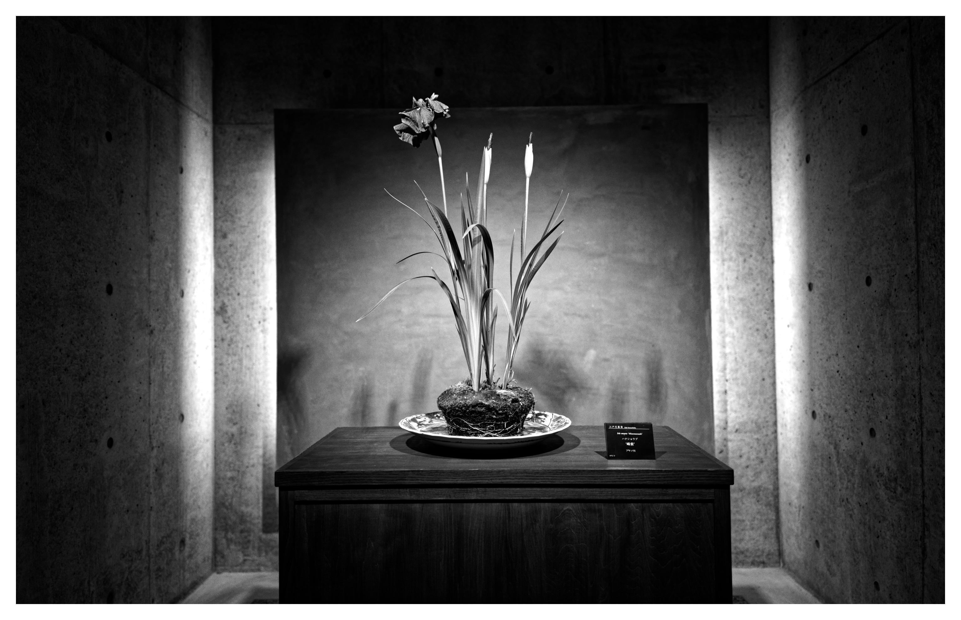 Makino Botanic Garden