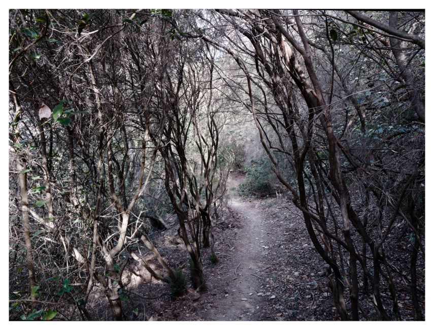 Serra de Collserola - Dense Woodland
